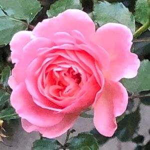 Hello, this is Cindy